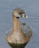 Pied-billed Grebe - Bird Species | Frinvelis jishebi | ფრინველის ჯიშები