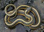 Thamnophis atratus hydrophilus - Oregon Gartersnake - Snake Species | Gveli | გველი