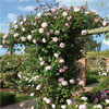 The Generous Gardener Climbing