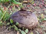 Calvatia cyathiformis f. fragilis - fungi species list A Z