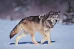 The Labrador Wolf - wolf species | mglis jishebi | მგლის ჯიშები