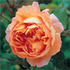 Lady Emma Hamilton