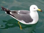 Black-tailed Gull - Bird Species | Frinvelis jishebi | ფრინველის ჯიშები