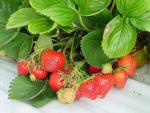 Judibell | Strawberry Species 