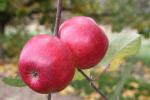 Northern Spy - Apple Varieties list a - z  