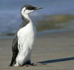 Common Murre - Bird Species | Frinvelis jishebi | ფრინველის ჯიშები