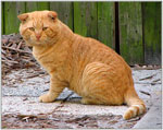 Scottish Fold | Cat | Cat Breeds