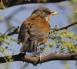Rufous-backed Robin - Bird Species | Frinvelis jishebi | ფრინველის ჯიშები