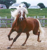 Hackney | Horse | Horse Breeds