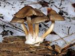Mycena overholtsii - Fungi Species