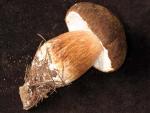 Boletus fibrillosus - fungi species list A Z