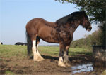 Shire | Horse | Horse Breeds