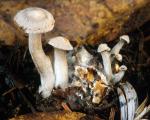 Clitocybe sclerotoidea - fungi species list A Z