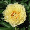 Canary Brilliants
