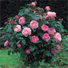 Mary Rose, Standard