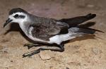 White-faced Storm-Petrel - Bird Species | Frinvelis jishebi | ფრინველის ჯიშები