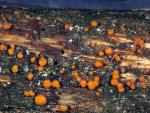 Dacrymyces stillatus - Fungi Species