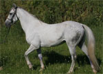 Orlov Trotter | Horse | Horse Breeds