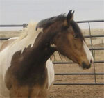 American Indian Horse | Horse | Horse Breeds