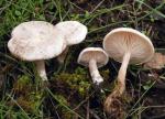 Clitocybe dealbata - Fungi Species