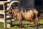 Booted Goat - Goats Breeds | txis jishebi | თხის ჯიშები