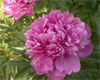 Edulis Supreme