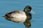 Lesser Scaup - Bird Species | Frinvelis jishebi | ფრინველის ჯიშები