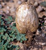 Podaxis pistillaris - Fungi Species | sokos jishebi | სოკოს ჯიშები