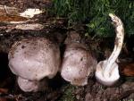 Tricholoma griseoviolaceum - Fungi Species | sokos jishebi | სოკოს ჯიშები