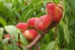 Saturn | Peach Species 