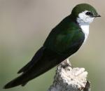 Bahama Swallow - Bird Species | Frinvelis jishebi | ფრინველის ჯიშები