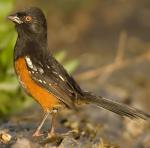 Spotted Towhee - Bird Species | Frinvelis jishebi | ფრინველის ჯიშები