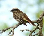 Variegated Flycatcher - Bird Species | Frinvelis jishebi | ფრინველის ჯიშები