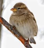 House Sparrow - Bird Species | Frinvelis jishebi | ფრინველის ჯიშები
