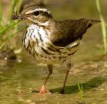 Louisiana Waterthrush - Bird Species | Frinvelis jishebi | ფრინველის ჯიშები