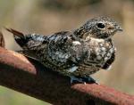 Common Nighthawk - Bird Species | Frinvelis jishebi | ფრინველის ჯიშები