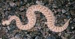 Crotalus cerastes laterorepens - Colorado Desert Sidewinder | Snake Species