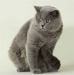 British Shorthair | Cat | Cat Breeds