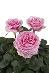 Pink Scentsation