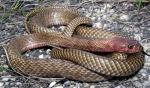 Coluber flagellum testaceus - Western Coachwhip | Snake Species