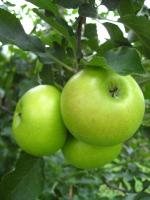 Summer Rambo - Apple Varieties list a - z  
