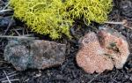 Lactarius rubriviridus - fungi species list A Z