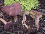 Calocybe onychina - fungi species list A Z