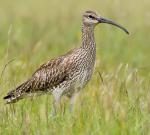 Whimbrel - Bird Species | Frinvelis jishebi | ფრინველის ჯიშები