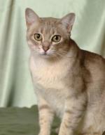 Australian Mist | Cat | Cat Breeds