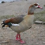 Egyptian Goose - Bird Species | Frinvelis jishebi | ფრინველის ჯიშები