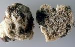 Glomus macrocarpus - Fungi Species | sokos jishebi | სოკოს ჯიშები