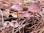 Mycena purpureofusca - Fungi Species | sokos jishebi | სოკოს ჯიშები