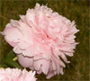 Dresden Pink 