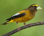 Evening Grosbeak - Bird Species | Frinvelis jishebi | ფრინველის ჯიშები